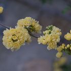"Rosier de Lady Banks"