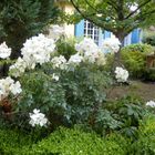 Rosier "Sally Holmes" en pleine fleur au jardin.