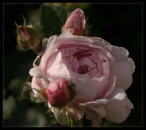 Rosige rosa Rosenromantik