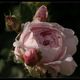 Rosige rosa Rosenromantik