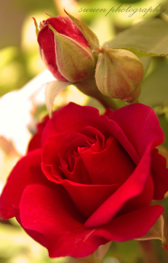 rosige Rose
