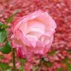 Rosige Zeiten - Unsere letzte Rose