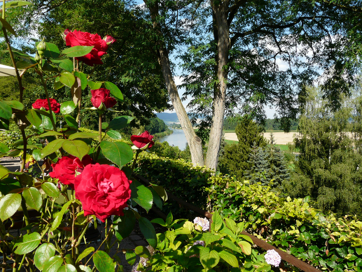 Rosiger Blick auf den Weserbogen bei Stahle