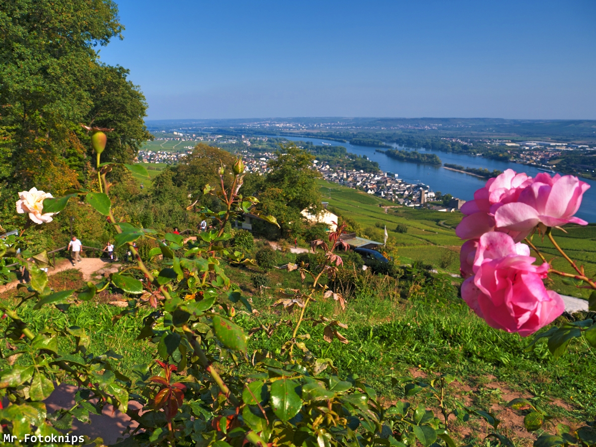 rosiges Rüdesheim