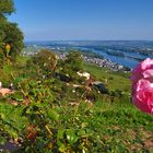 rosiges Rüdesheim