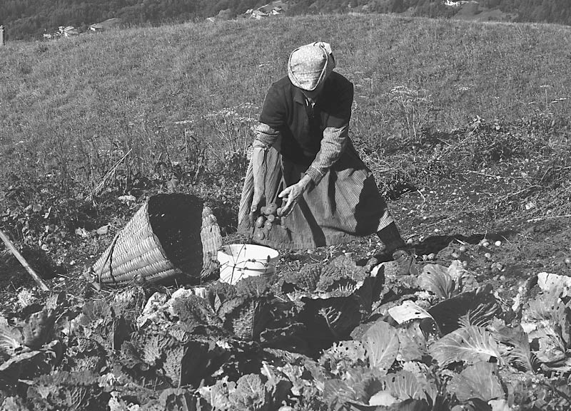 Rosina bei der Kartoffelernte