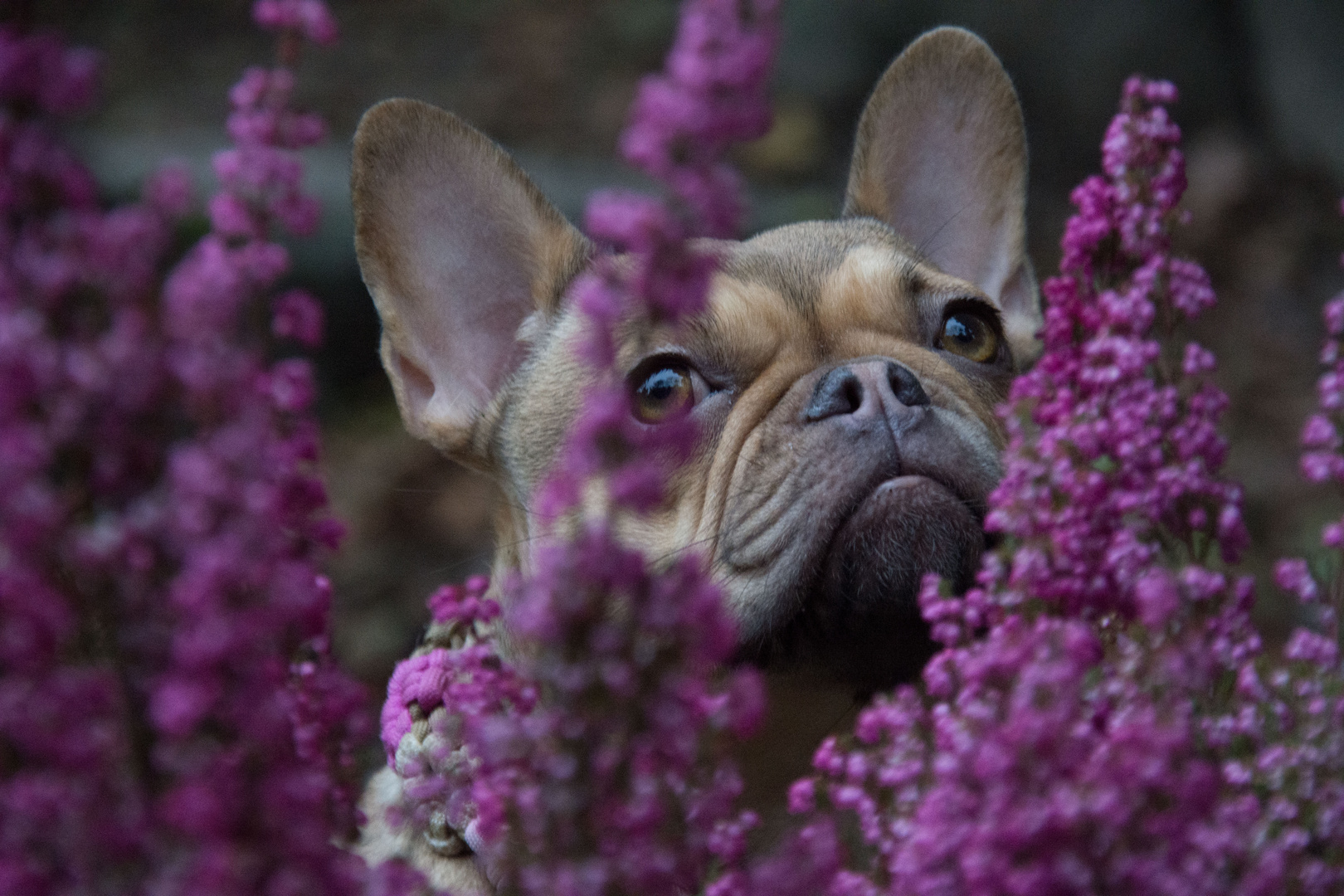 Rosine in der Heide 