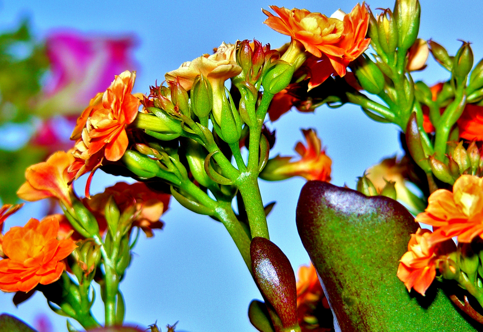 rositas nacientes.