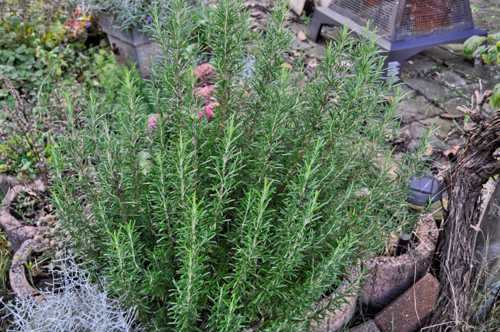Rosmarin Foto & Bild pflanzen, pilze & flechten, grün, garten Bilder