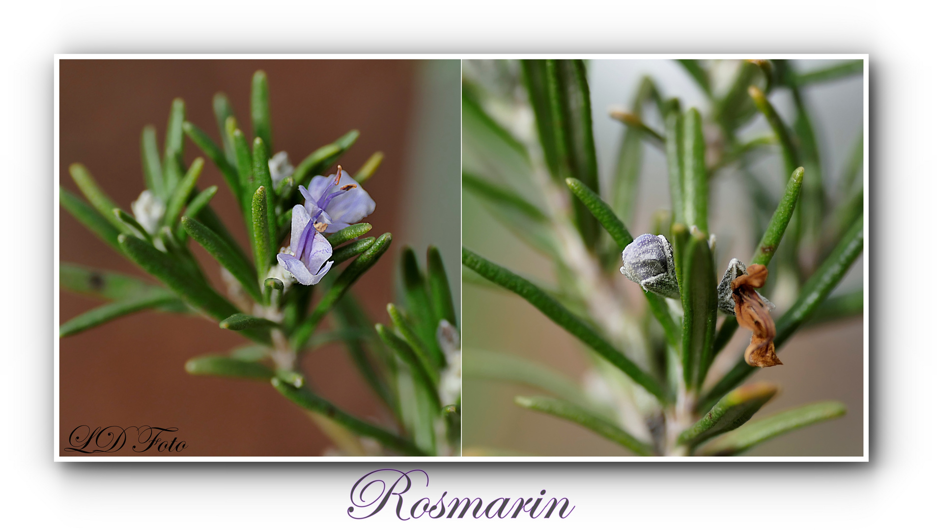 Rosmarin Blüte und Knospe Foto & Bild pflanzen, pilze & flechten
