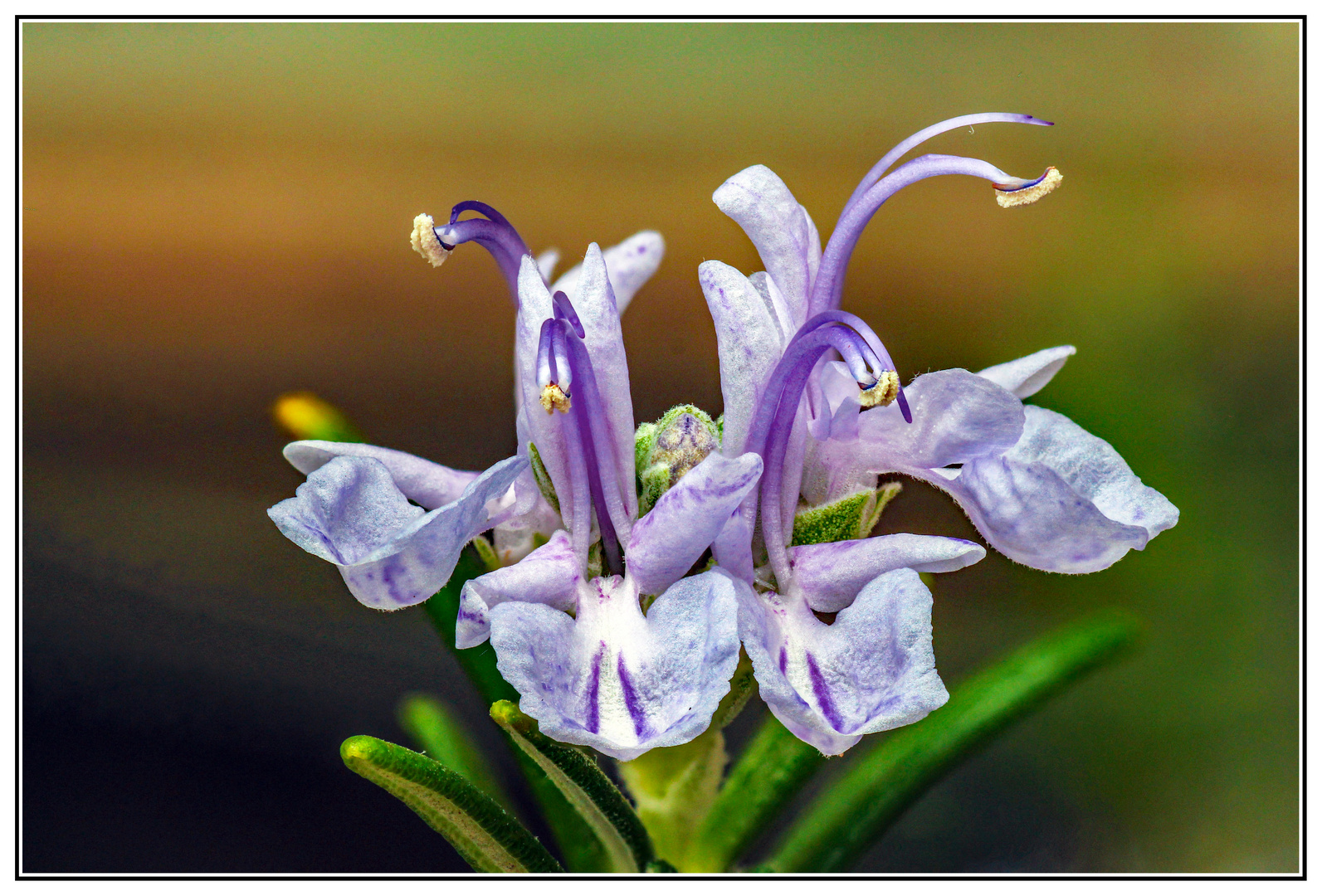 Rosmarin Blüten Foto & Bild natur, pflanzen, pilze & flechten, natur