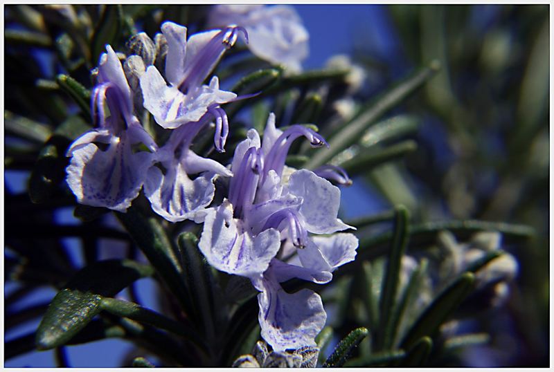 rosmarin in blüte... Foto & Bild pflanzen, pilze & flechten