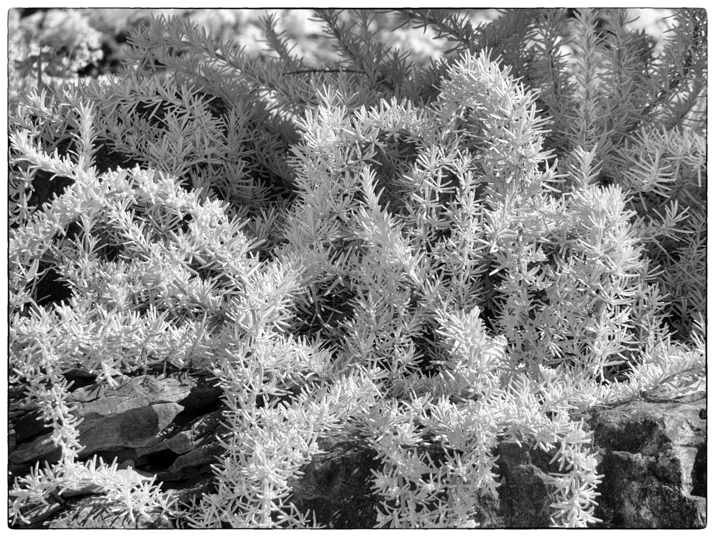 Rosmarin (Infrarotaufnahme) Foto & Bild pflanzen, pilze & flechten