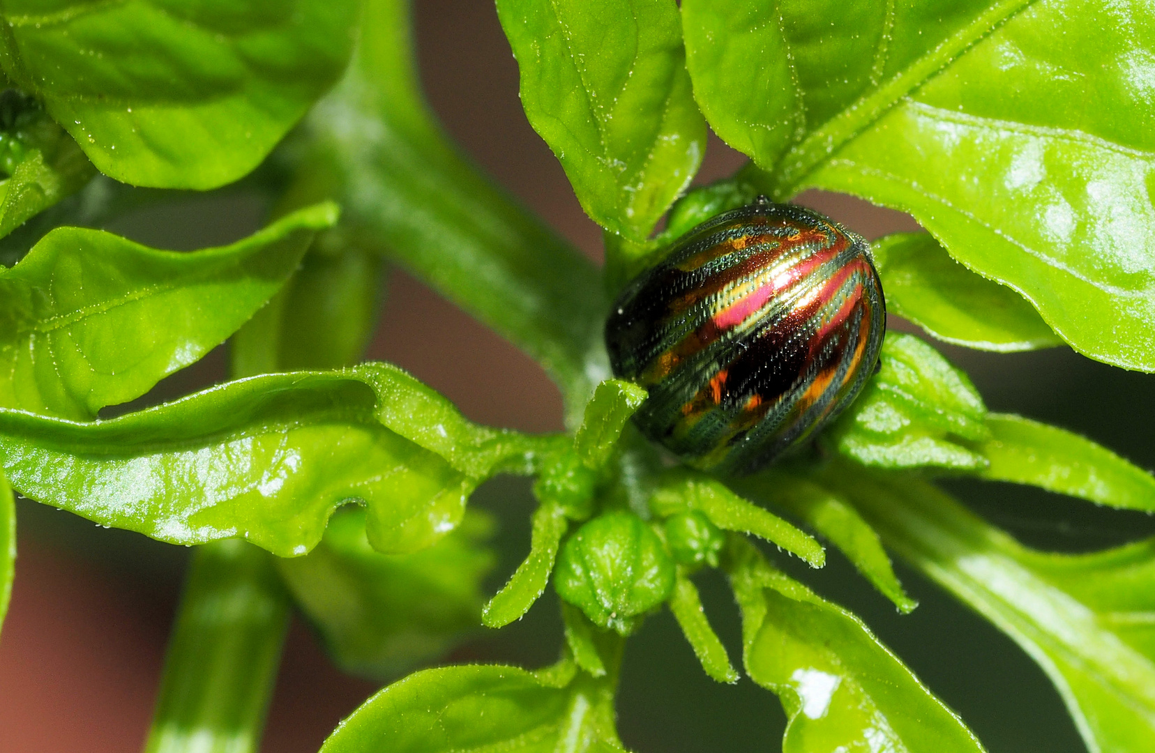 Rosmarin Käfer auf Chili Pflanze …