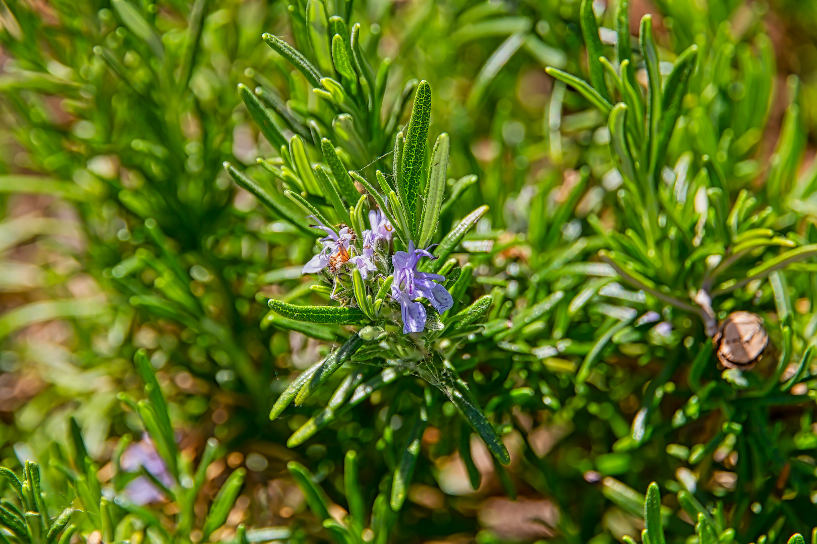 Rosmarin mit Blüte