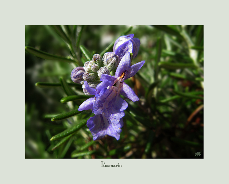 Rosmarin ( Rosmarinus officinalis )