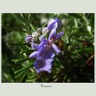 Rosmarin ( Rosmarinus officinalis )