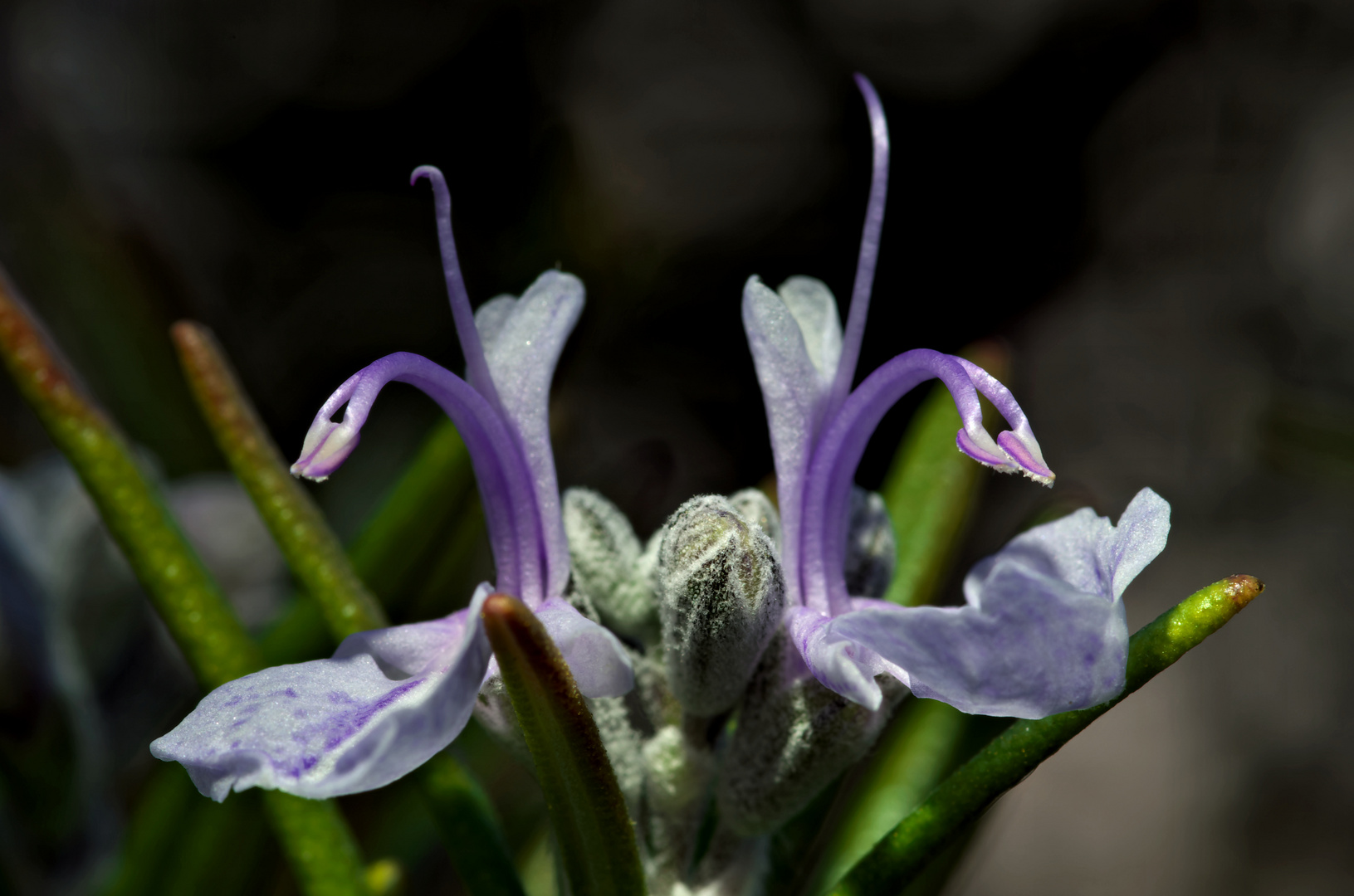 Rosmarinblüte