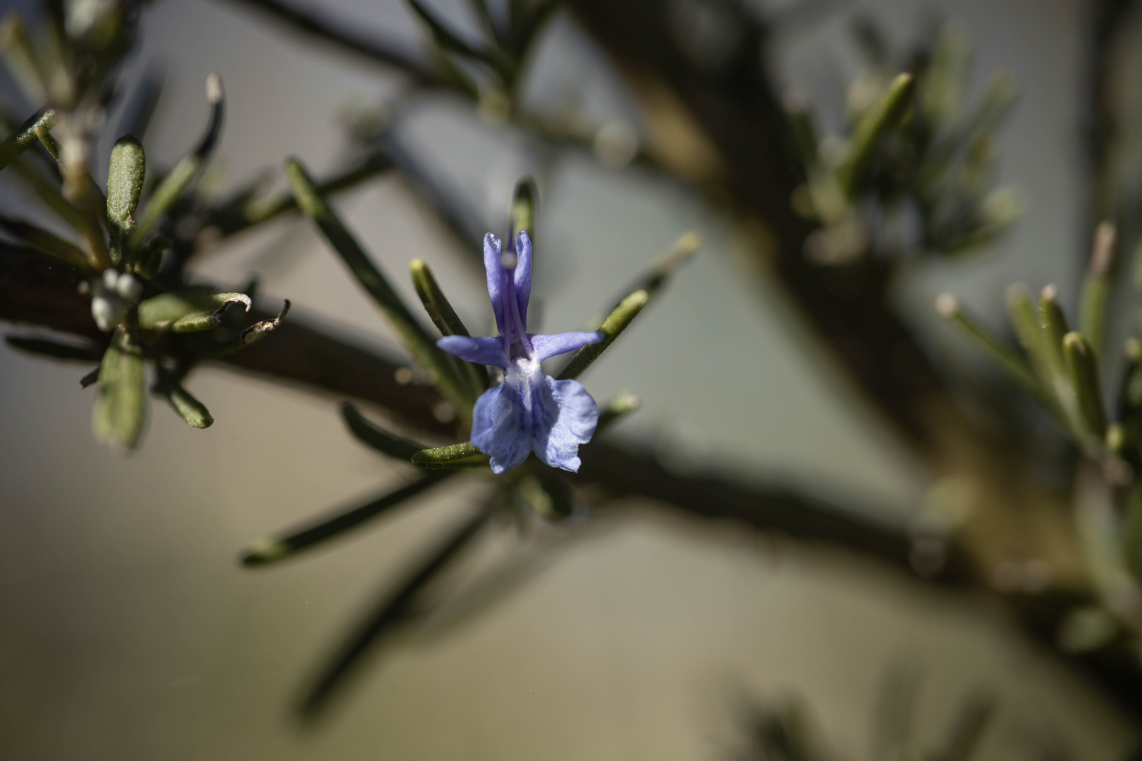 Rosmarinblüte