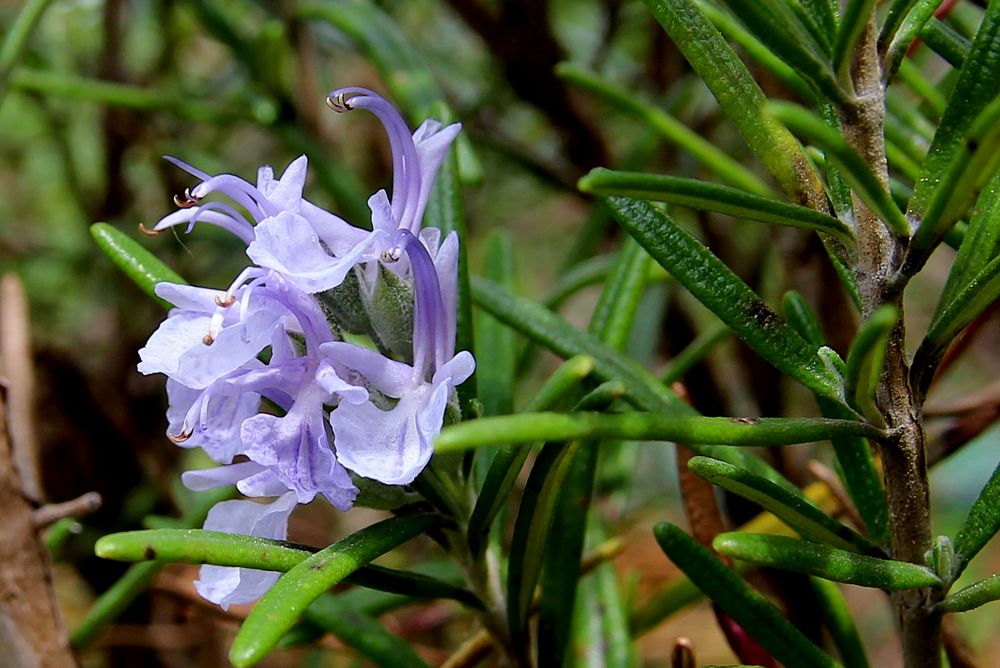 Rosmarinblüte in meinem Garten