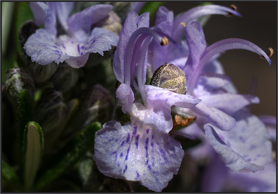 Rosmarinblüten...