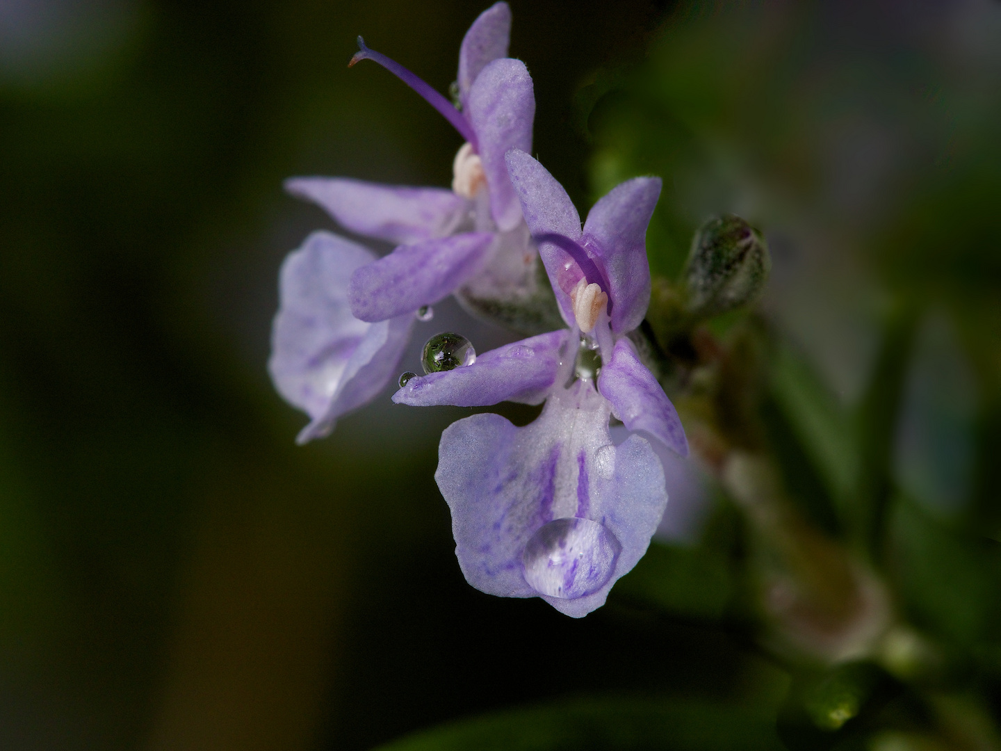 Rosmarinblüten nach Regen