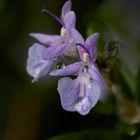 Rosmarinblüten nach Regen