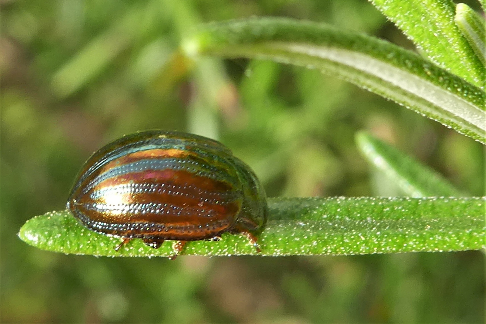 Rosmarinkäfer