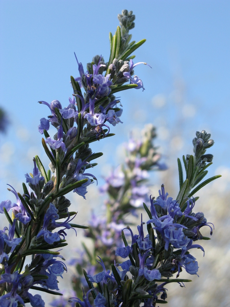 rosmarino in fiore...