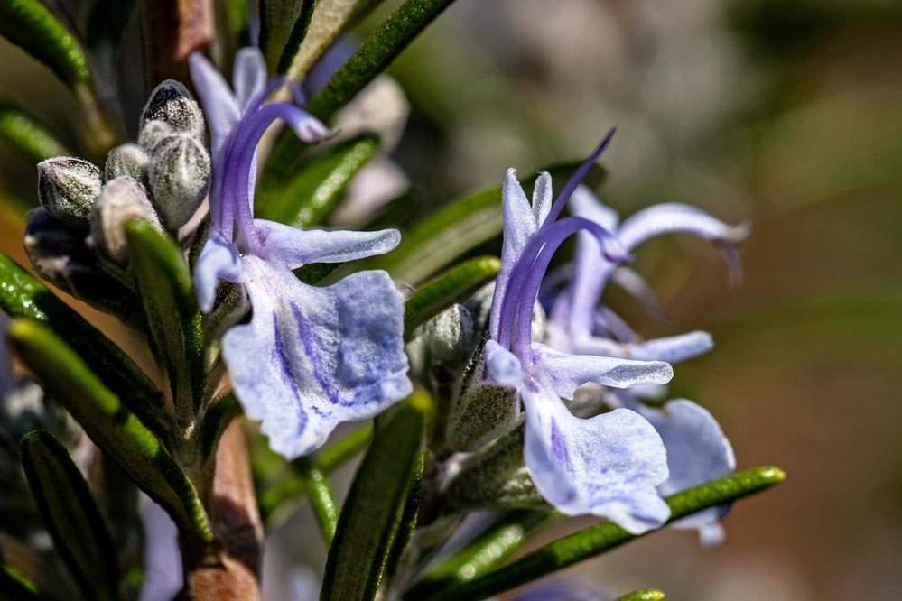 Rosmarinus officinalis