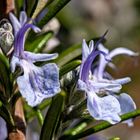 Rosmarinus officinalis