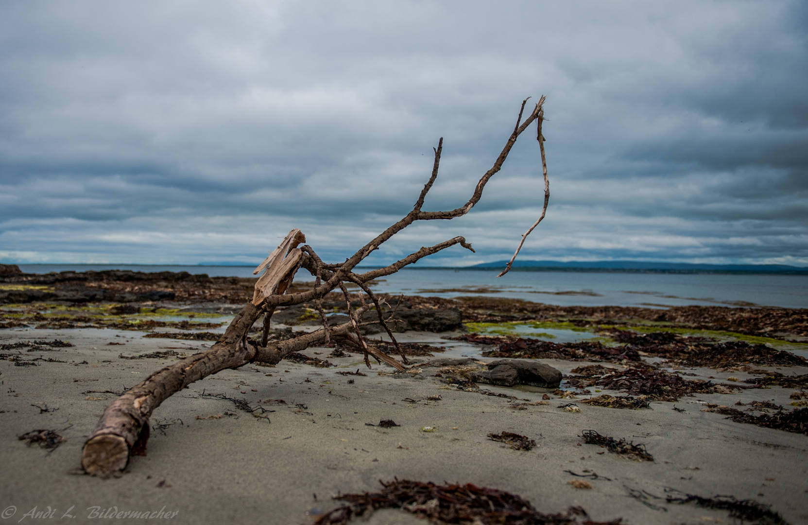 ross beach  ~~~ strandgut 