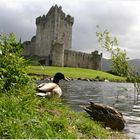 Ross Castle in Killarney (Irland)