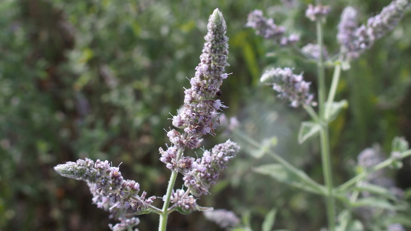 Ross-Minze 'Mentha longifolia'