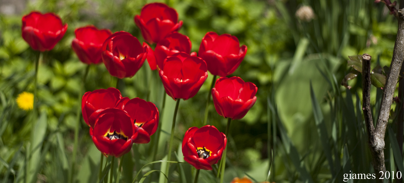 Rossa Primavera (Maggio 2010)