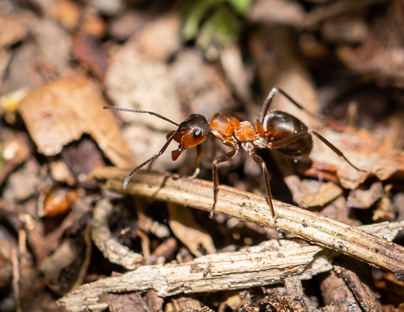 Rossameise 2  (Camponotus ligniperta)