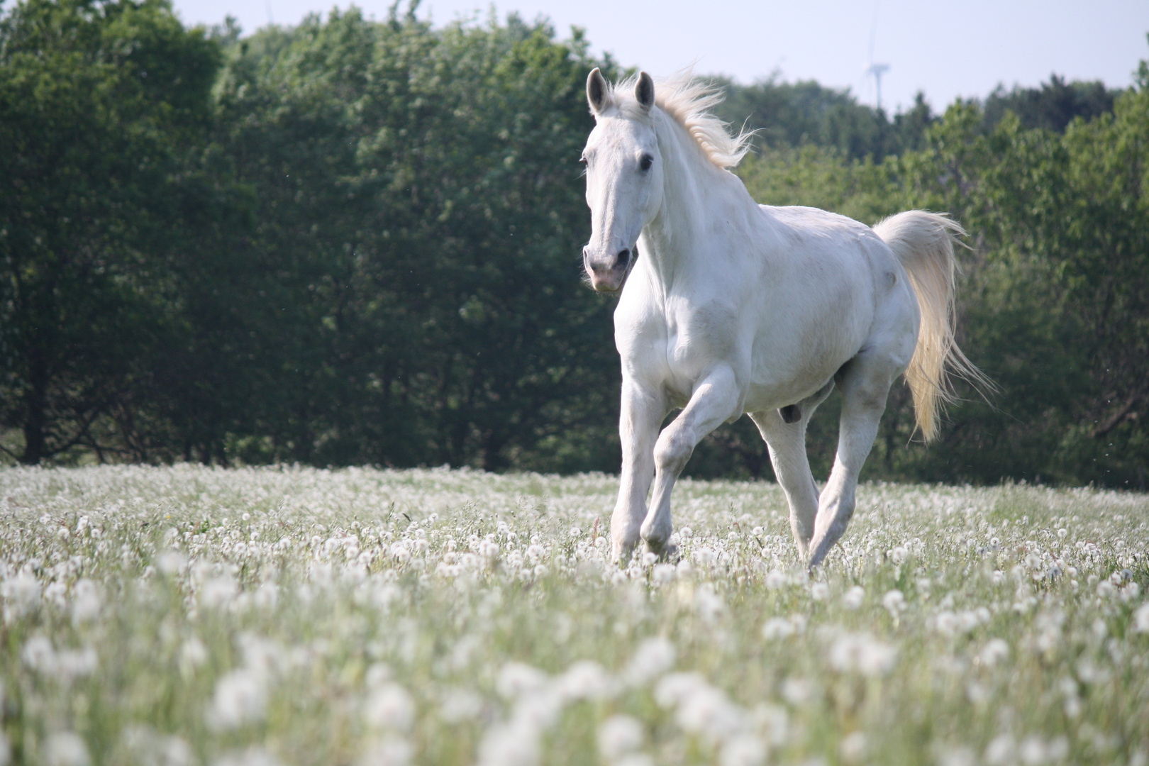 Rossco in the sea of blossoms