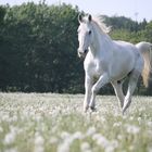 Rossco in the sea of blossoms