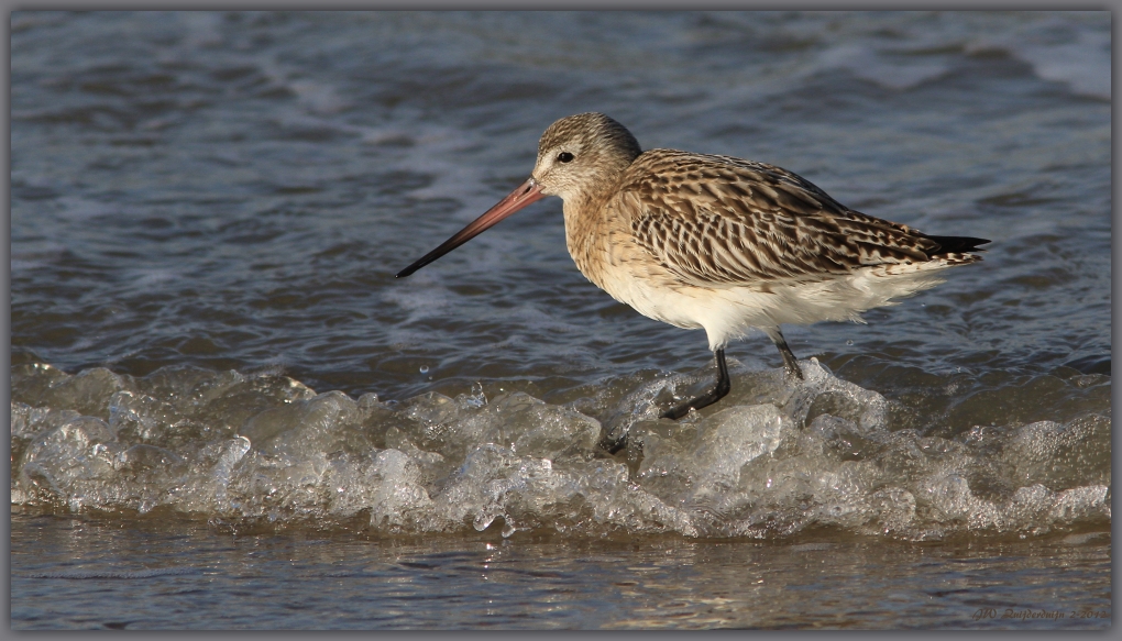 Rosse Grutto (Limosa lapponica)