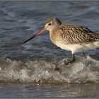 Rosse Grutto (Limosa lapponica)