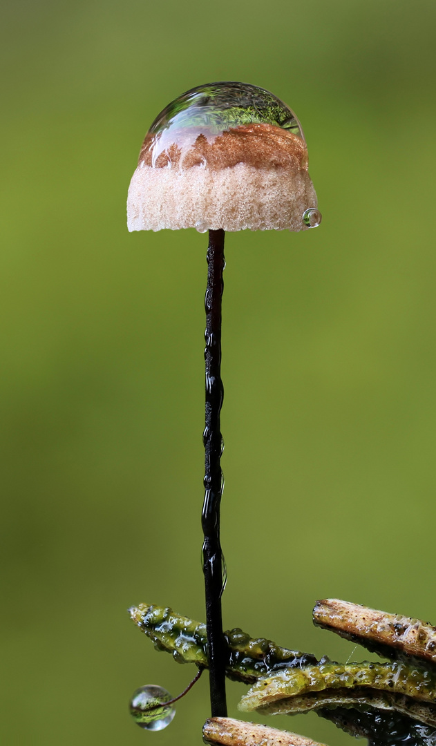 Rosshaarschwindling - Marasmius androsaceus