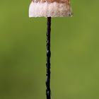 Rosshaarschwindling - Marasmius androsaceus