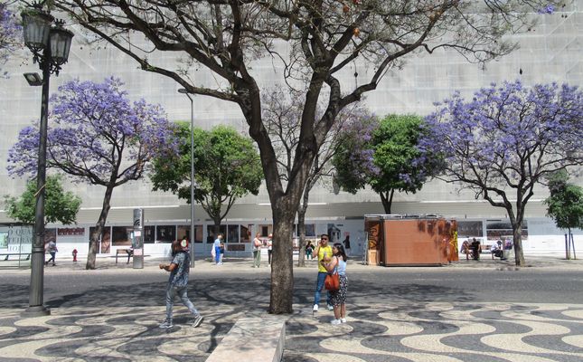 Rossio Square, Lisbon with Jacaranda Trees