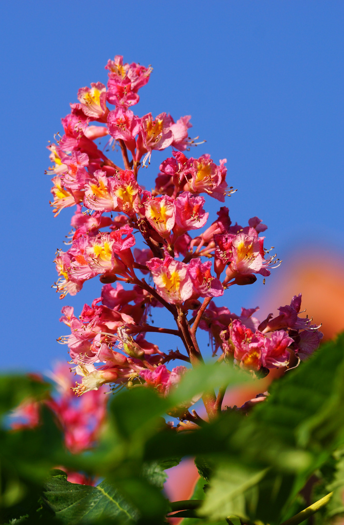 Rosskastanie in voller Blüte