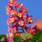 Rosskastanie in voller Blüte