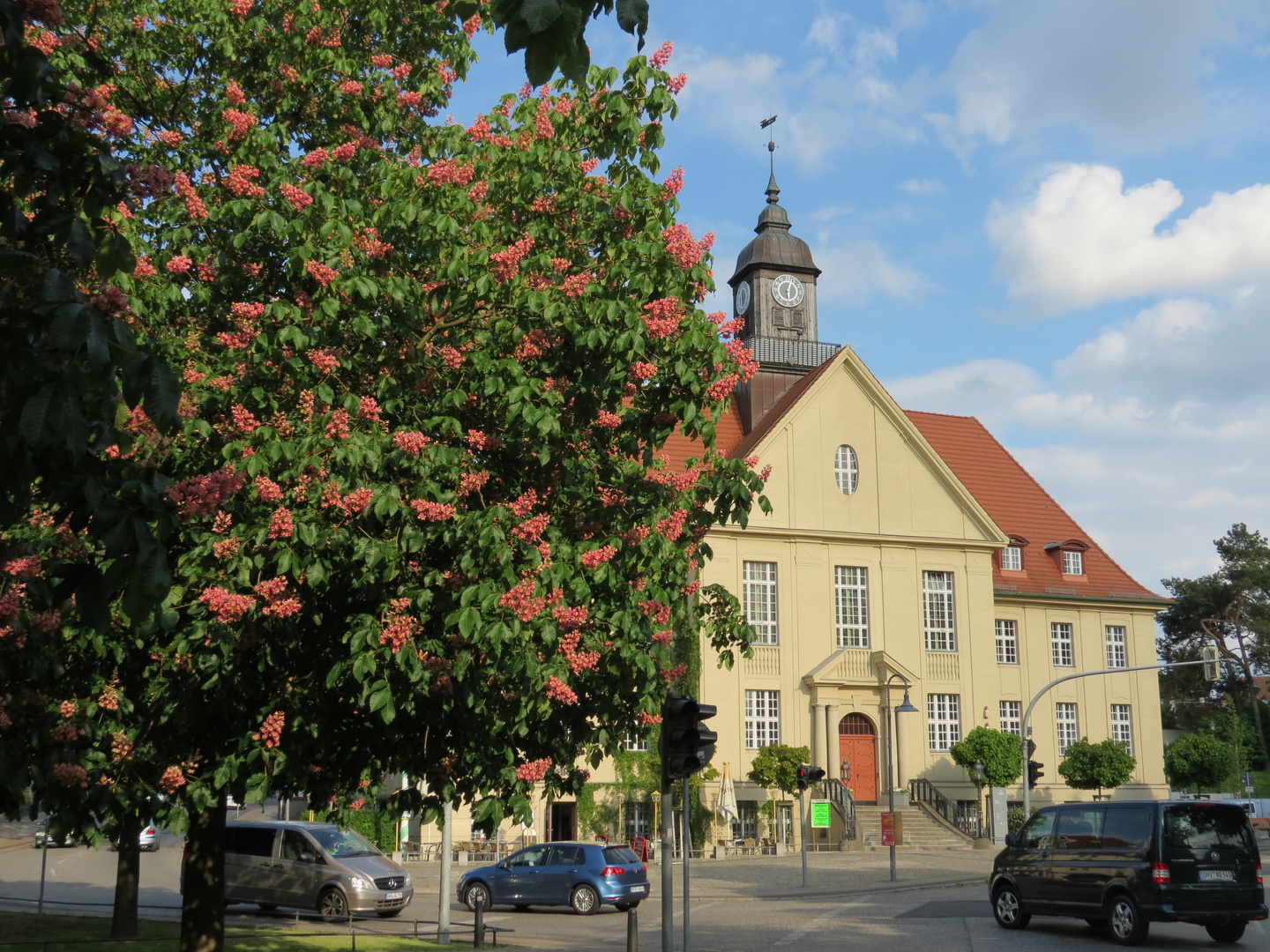 Rosskastanien am Rathaus Birkenwerder