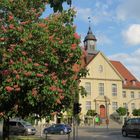 Rosskastanien am Rathaus Birkenwerder