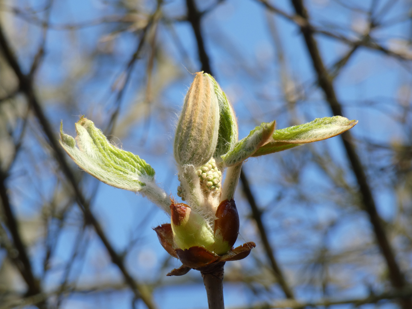 Rosskastanienblüte