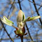 Rosskastanienblüte