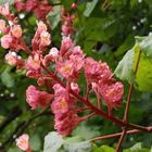 Roßkastanienblüten - immer schön anzusehen